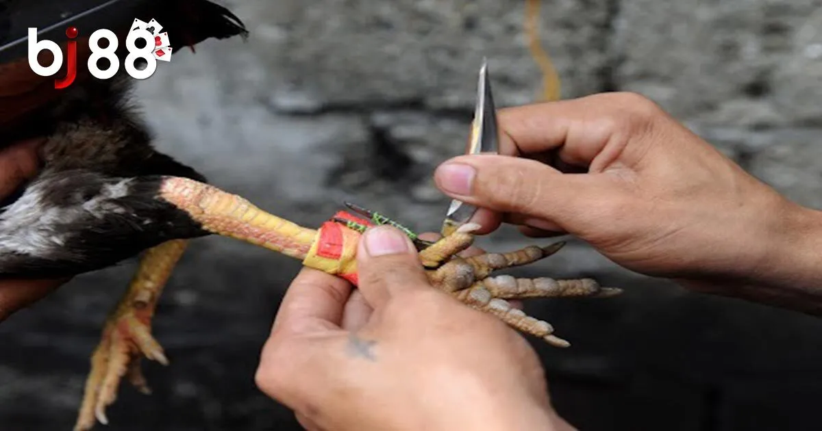 Kinh nghiệm chơi đ&aacute; g&agrave; cựa dao hay tại nh&agrave; c&aacute;i BJ88