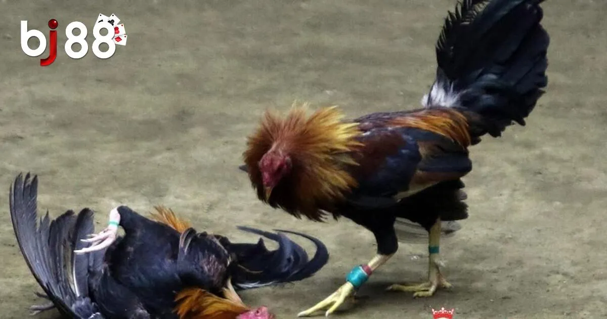 Luật chơi đ&aacute; g&agrave; cựa dao cơ bản tại BJ88