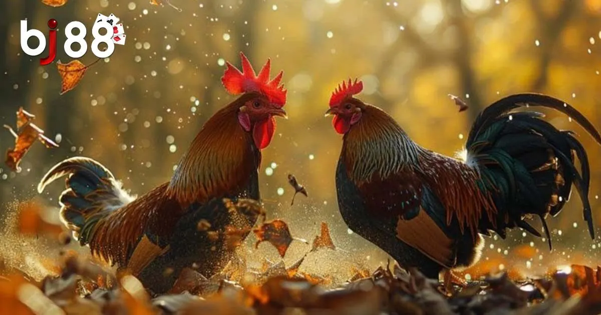 Những loại cựa trong đ&aacute; g&agrave; cựa sắt l&agrave; g&igrave;?