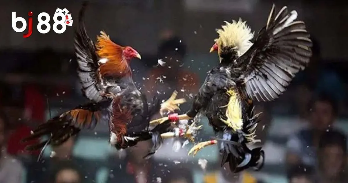 Bỏ t&uacute;i kinh nghiệm đ&aacute; g&agrave; cựa sắt gi&uacute;p thắng lớn