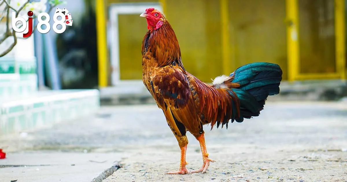 Hướng dẫn tham gia cược g&agrave; tre tại BJ88