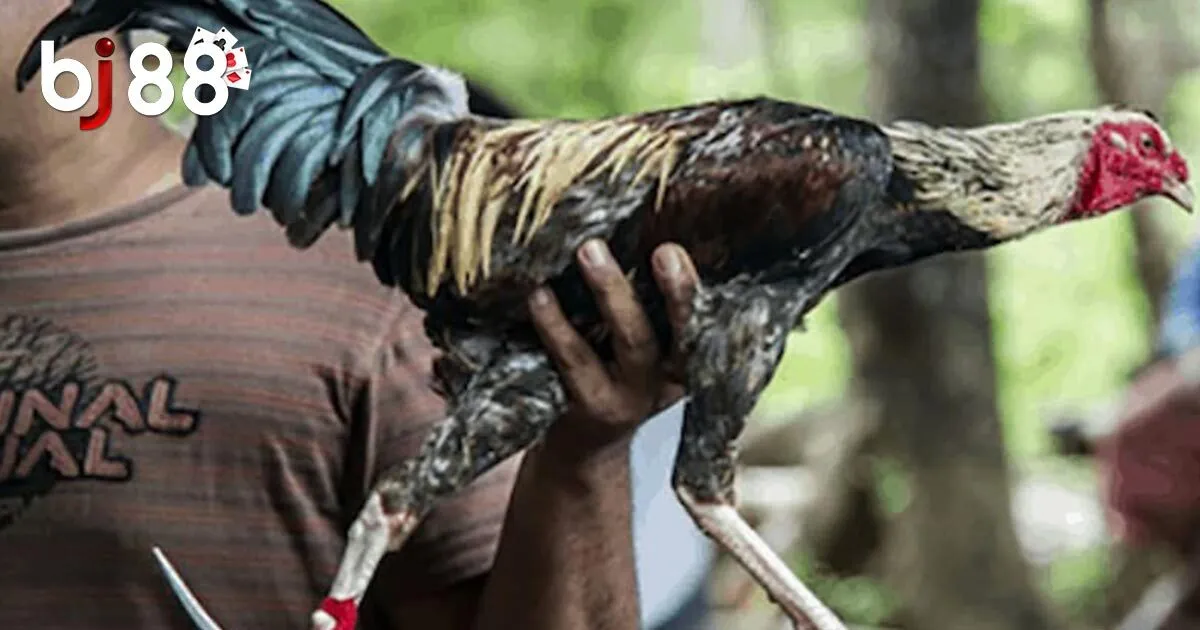 Kh&aacute;i qu&aacute;t về h&igrave;nh thức đ&aacute; g&agrave; cựa dao BJ88