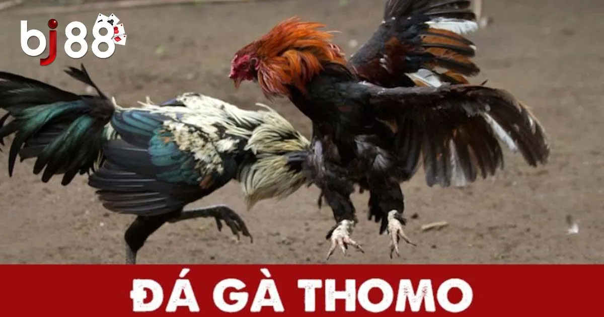 Đ&ocirc;i n&eacute;t về đ&aacute; g&agrave; Thomo