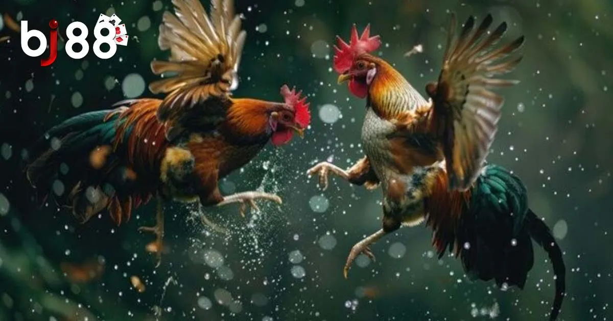 Quy định cơ bản trong đ&aacute; g&agrave; Thomo t&acirc;n thủ cần biết