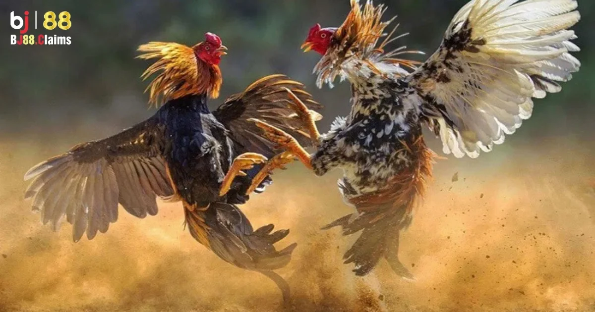 Tham gia c&aacute; cược đ&aacute; g&agrave;