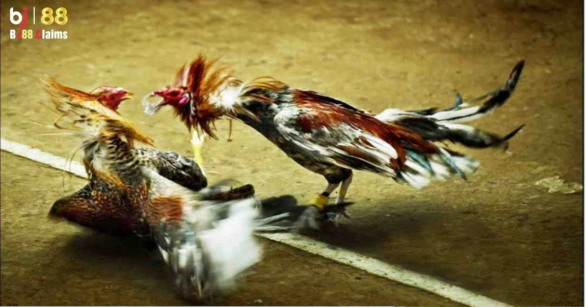 Hướng dẫn tham gia cược đ&aacute; g&agrave; Campuchia tại BJ88