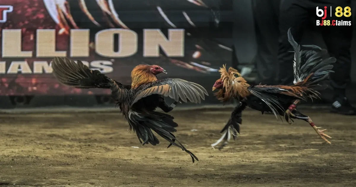 Đ&aacute; g&agrave; Philippines tr&ecirc;n BJ88 c&oacute; g&igrave; nổi bật?