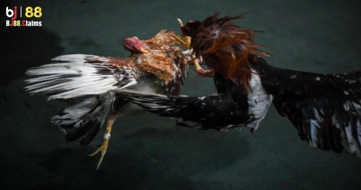 Tại sao đ&aacute; g&agrave; Philippines lại thu h&uacute;t người chơi tr&ecirc;n BJ88?