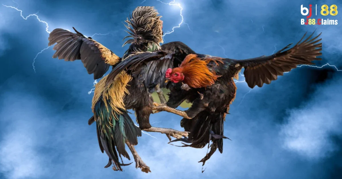 C&aacute;c bước đặt cược đ&aacute; g&agrave; Thomo hiệu quả tại BJ88