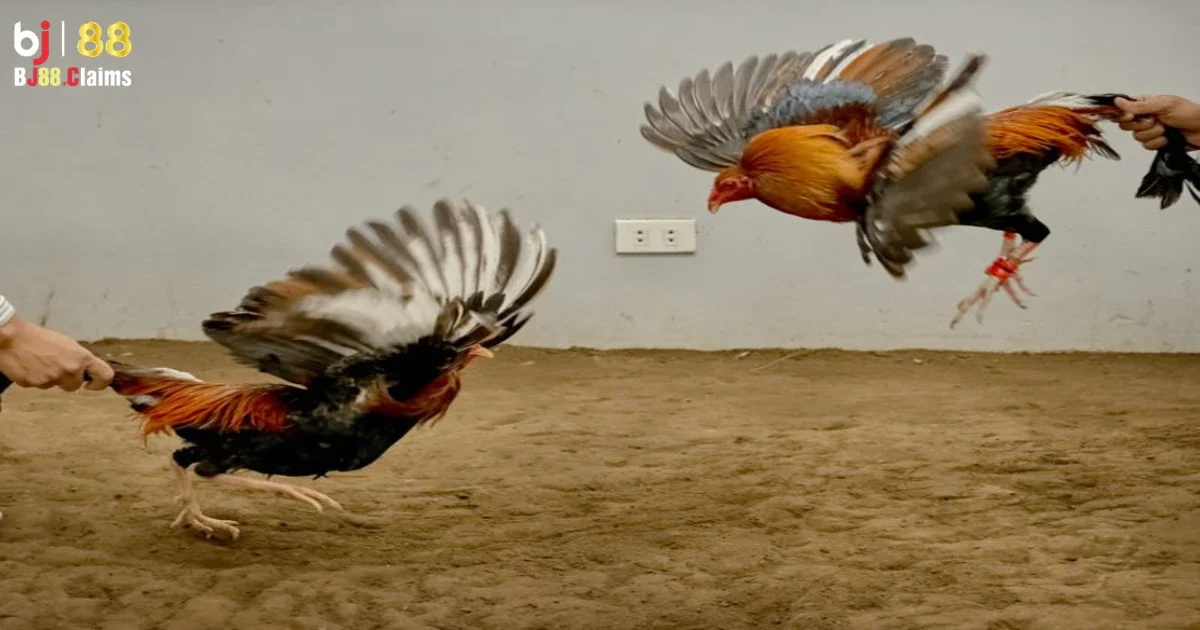 Đ&aacute; g&agrave; tre tr&ecirc;n BJ88 c&oacute; g&igrave; đặc biệt?