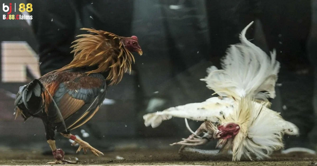 Tại sao n&ecirc;n chọn BJ88 cho đ&aacute; g&agrave; trực tiếp?