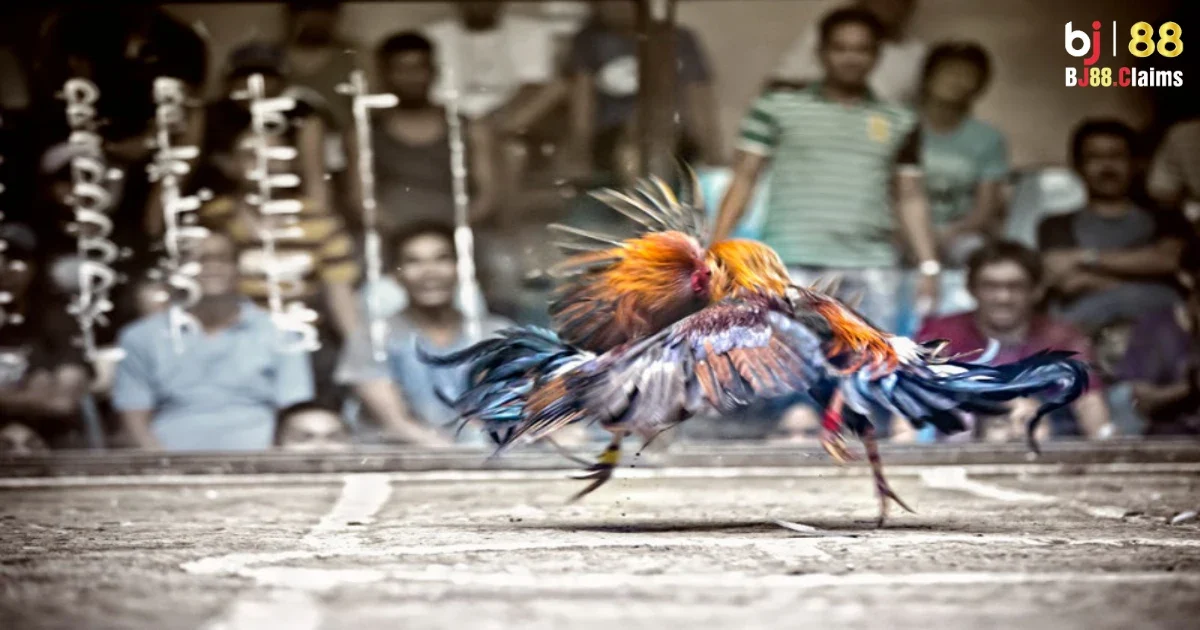 C&aacute;c bước cơ bản khi tham gia chơi đ&aacute; g&agrave; tr&ecirc;n BJ88