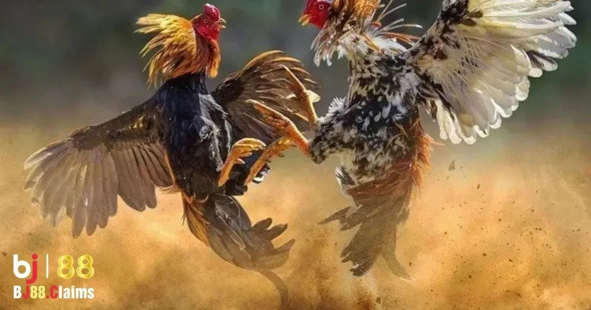 C&aacute;c Ti&ecirc;u Ch&iacute; Quan Trọng Khi Chọn G&agrave; Đ&aacute; Uy T&iacute;n Tr&ecirc;n BJ88