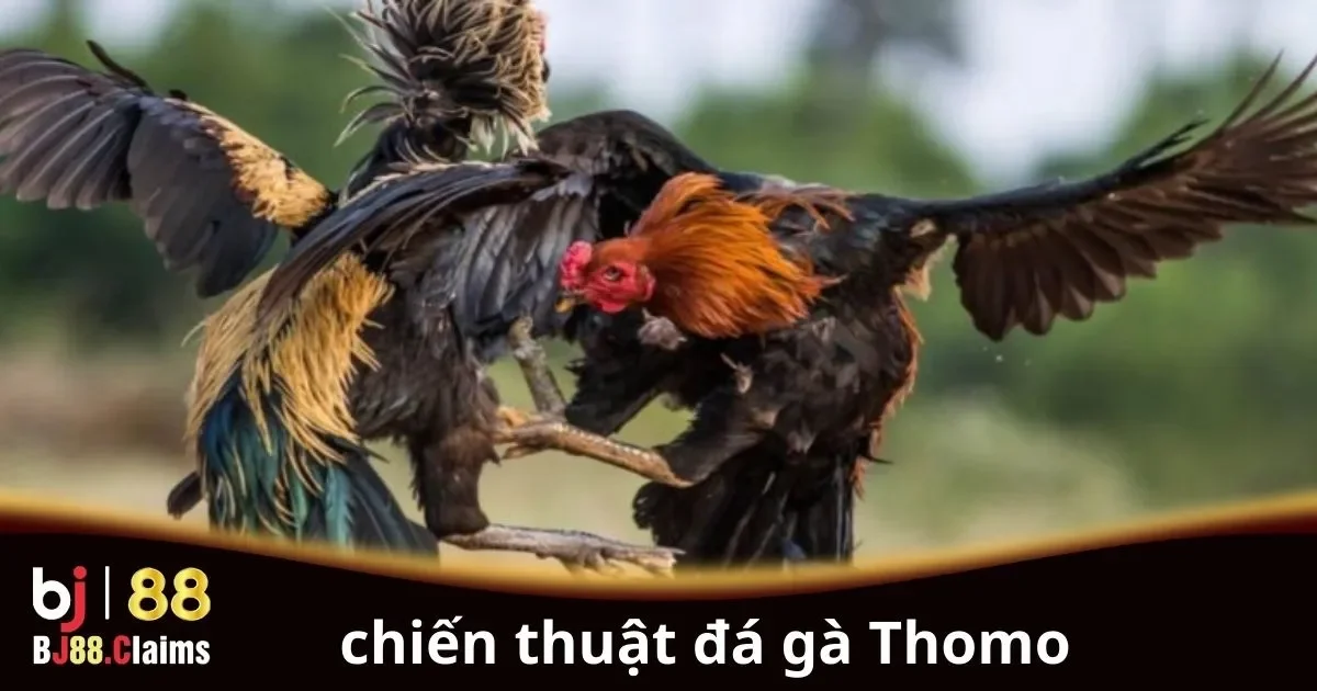 Chiến thuật đ&aacute; g&agrave; Thomo hiệu quả cho người chơi