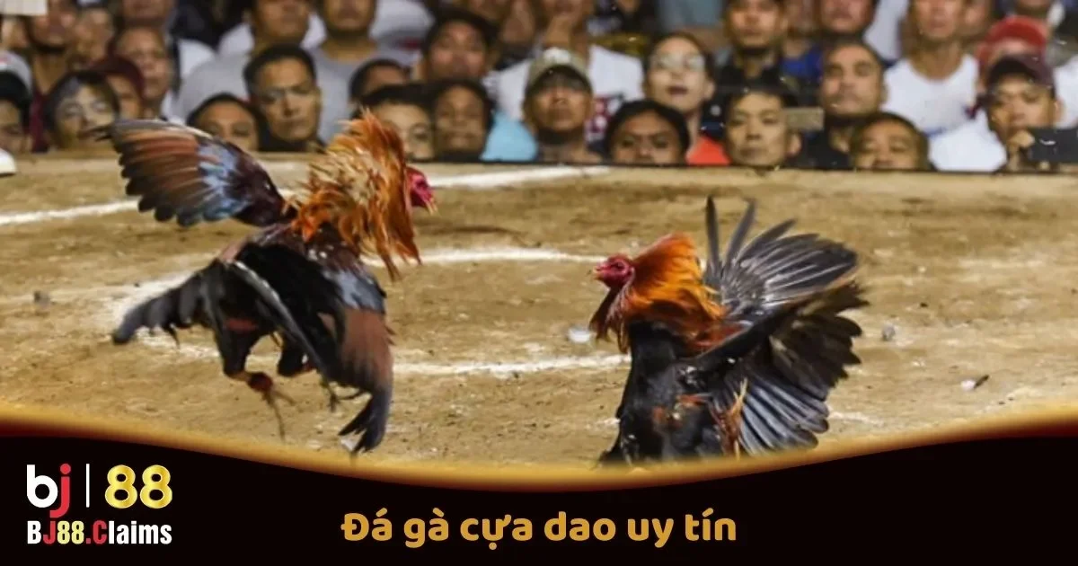 Đ&aacute; G&agrave; Cựa Dao Uy T&iacute;n Tại BJ88: Quy Tắc V&agrave; C&aacute;c Giải Đấu Hấp Dẫn