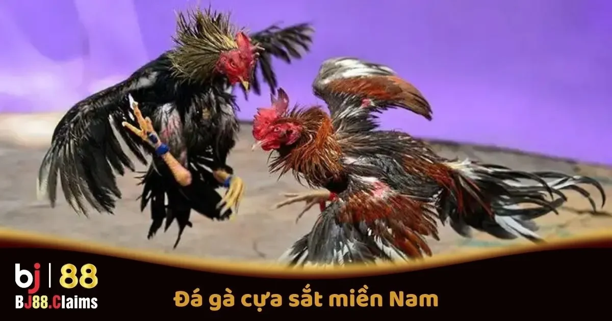 Đ&aacute; G&agrave; Cựa Sắt Miền Nam Tại BJ88: C&aacute;ch Chơi V&agrave; Quy Tắc