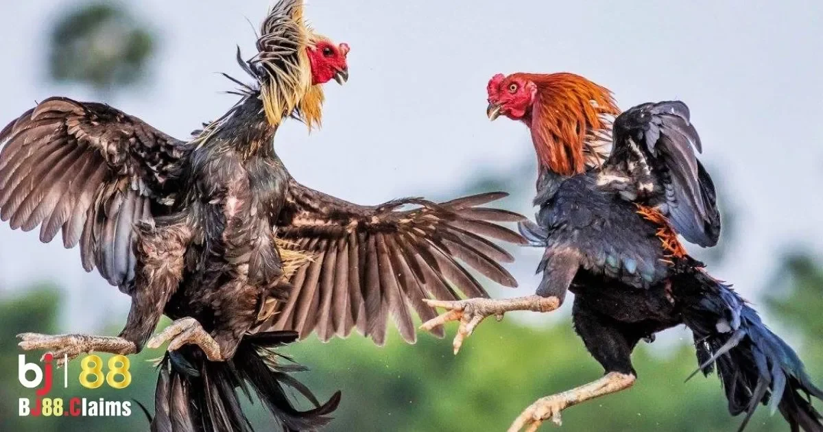 C&aacute;c Trận Đấu Đ&aacute; G&agrave; Cựa Sắt Miền Nam Hấp Dẫn Tr&ecirc;n BJ88