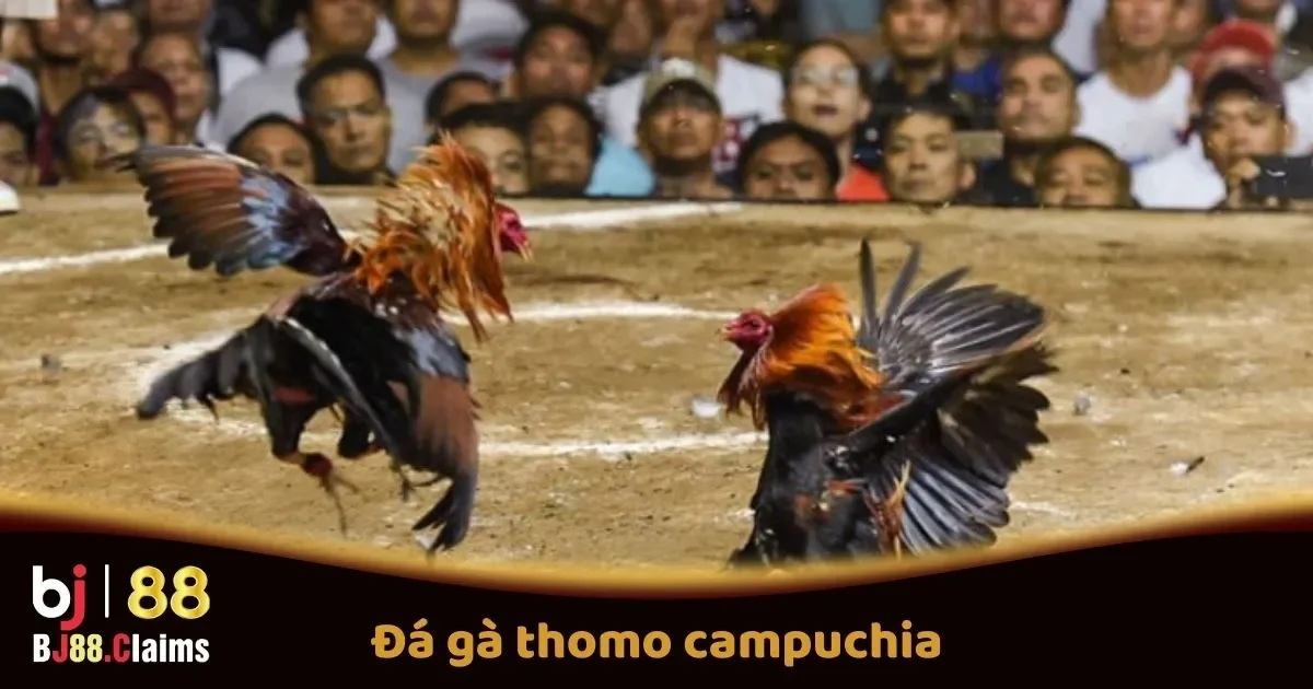 Đ&aacute; G&agrave; Thomo Campuchia Tại BJ88: C&aacute;c Trận Đấu Hấp Dẫn