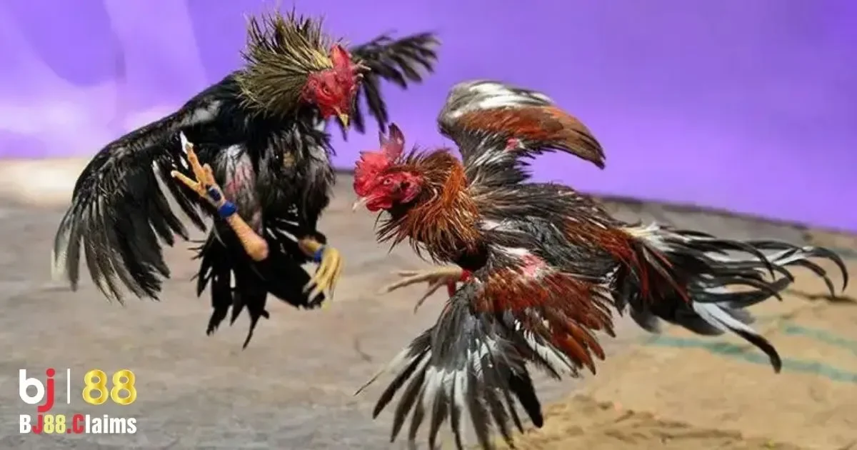 Đặc điểm nổi bật của đ&aacute; g&agrave; thomo campuchia