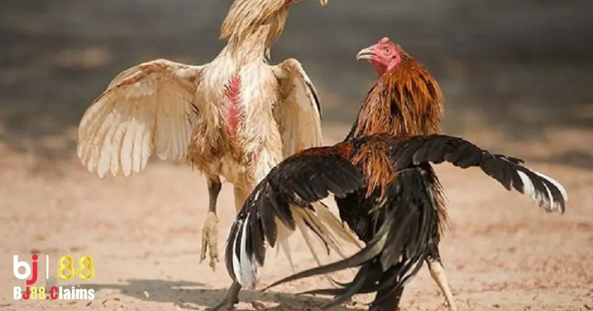 Tại Sao Đ&aacute; G&agrave; Thomo Campuchia Lại Thu H&uacute;t Nhiều Người Chơi Tr&ecirc;n BJ88