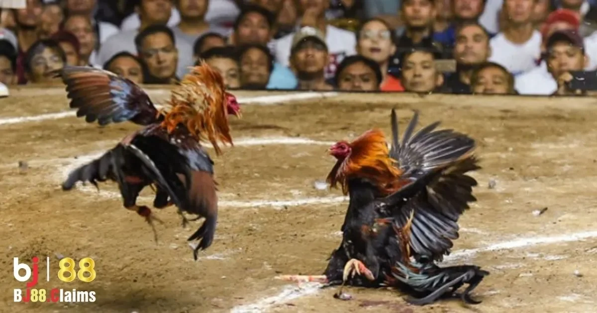 Lịch sử của đ&aacute; g&agrave; tre